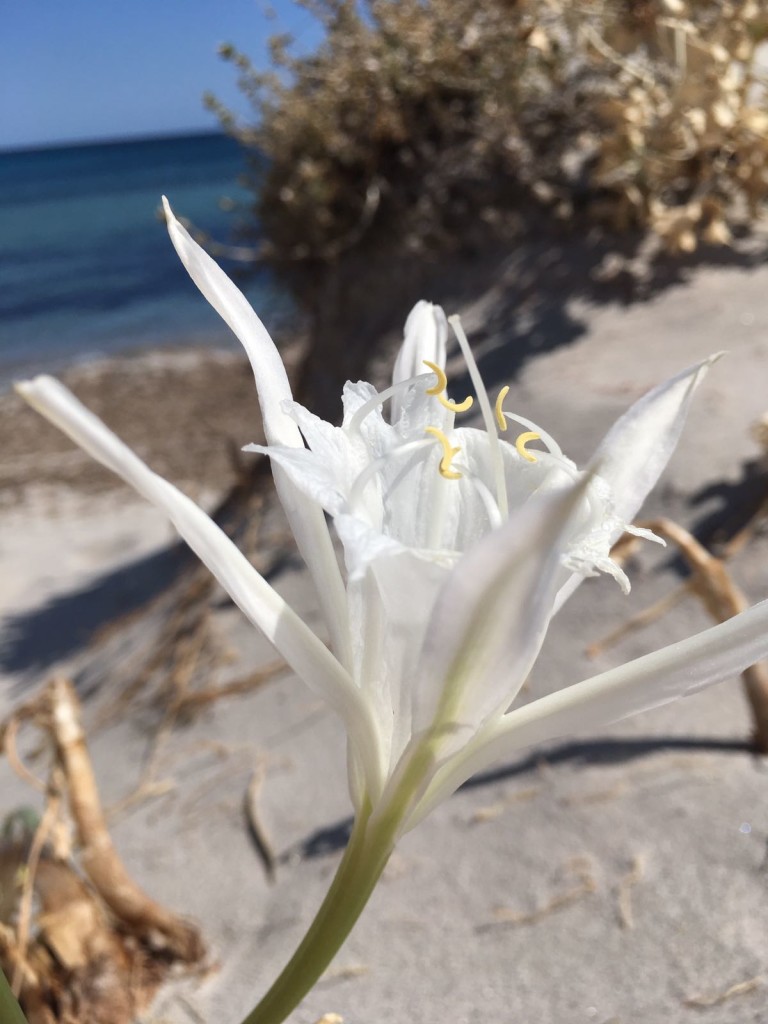 Giglio sulla spiaggia